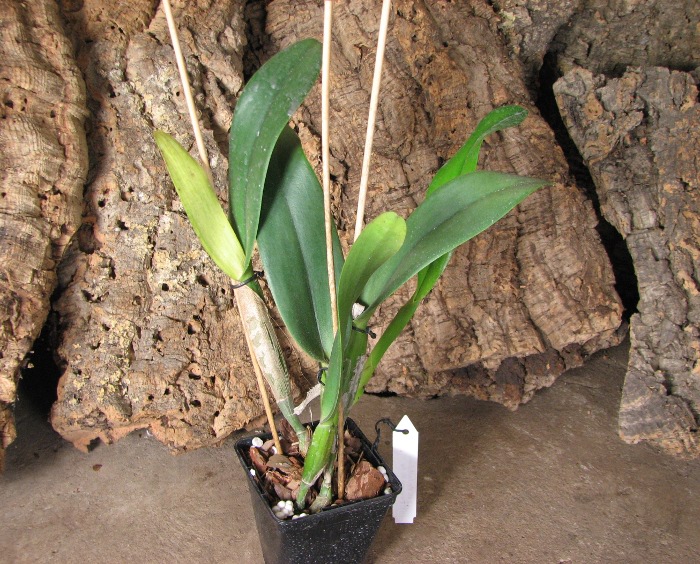 Brassolaeliocattleya Don De Michaels 'Z995' x Brassavola digbyana 'Mr. Pig'.JPG