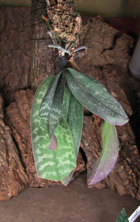 Phalaenopsis schilleriana.jpg