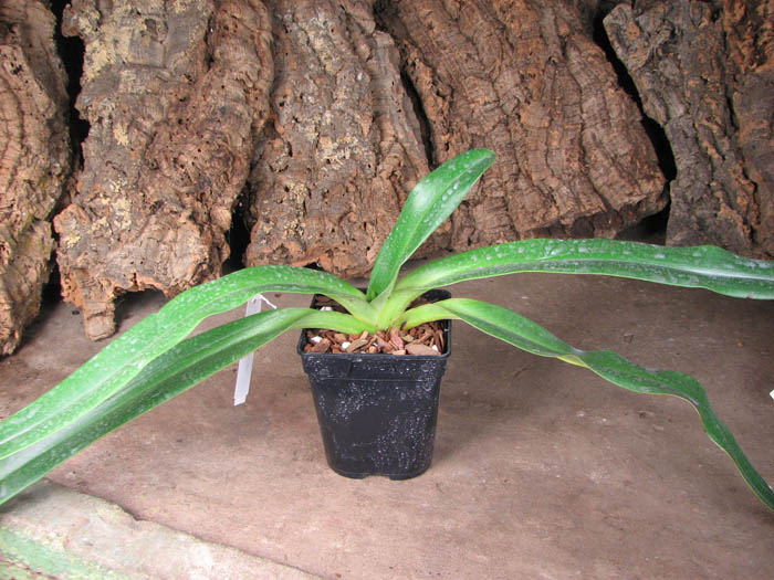 Paphiopedilum stonei 'In-Charm' x self.jpg