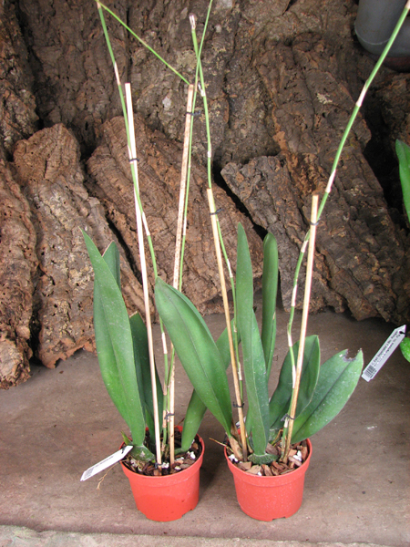 Psychopsis Mariposa alba.jpg