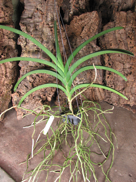 Ascocenda Krailerk White x Ascocenda Jakkrit Gold x Vanda Kultana Gold.jpg