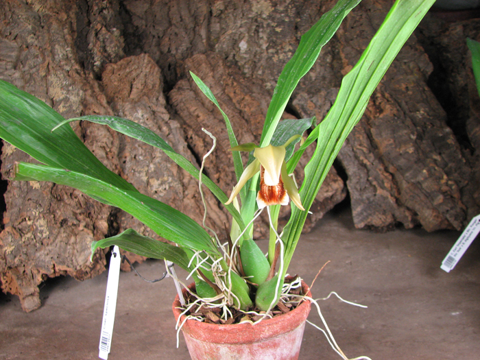 Coelogyne speciosa.jpg