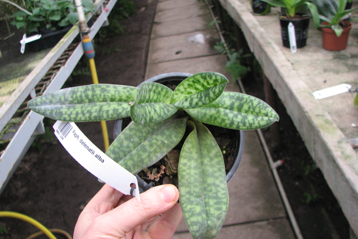 Paphiopedilum delenatii alba.jpg
