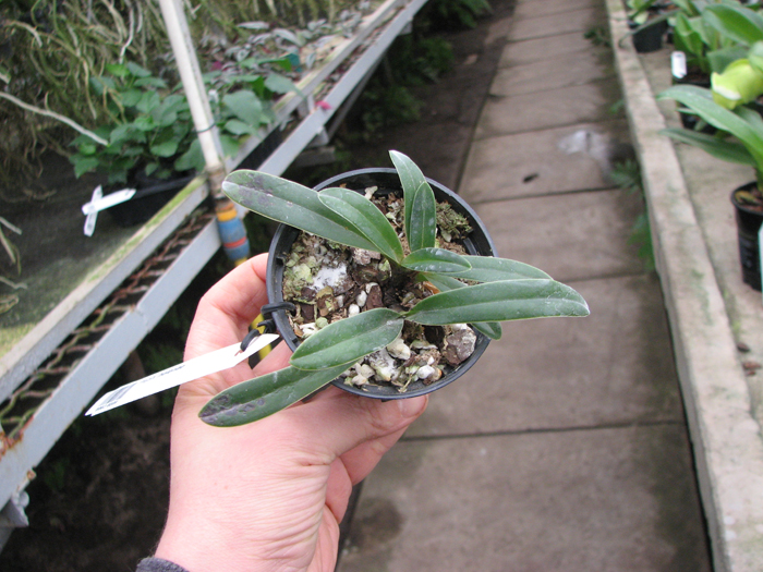 Paphiopedilum helenae.jpg