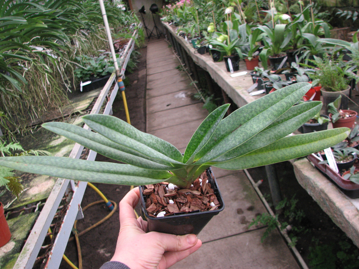 Paphiopedilum Gloria Naugle (rothschildianum x micranthum).jpg