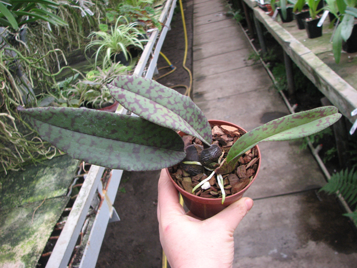 Psychopsis Mendenhall 'Hildos'.jpg
