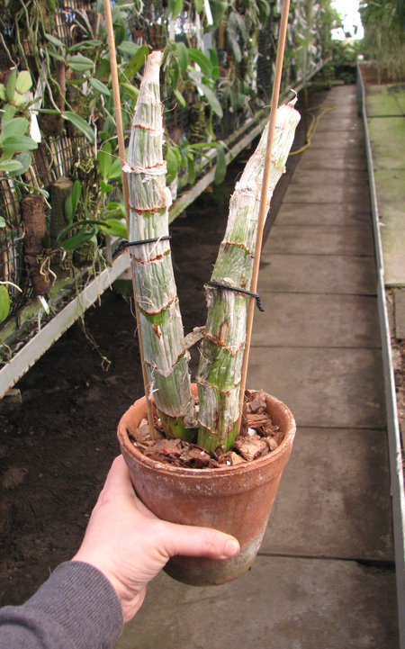 Catasetum longifolium.jpg
