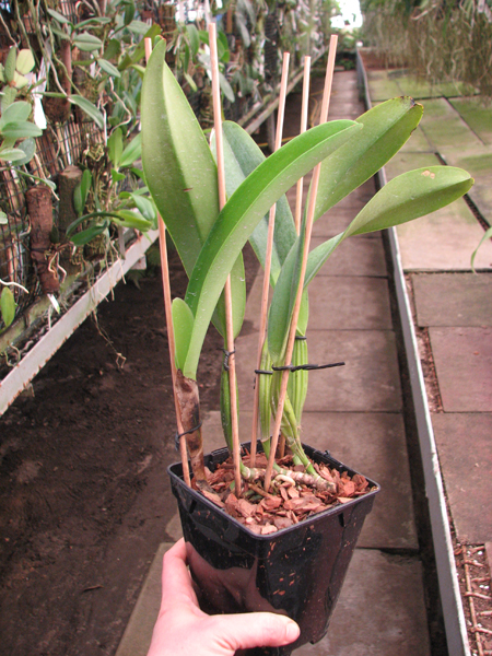 Cattleya trianae amesiana A x Cattleya trianae amesiana B.jpg