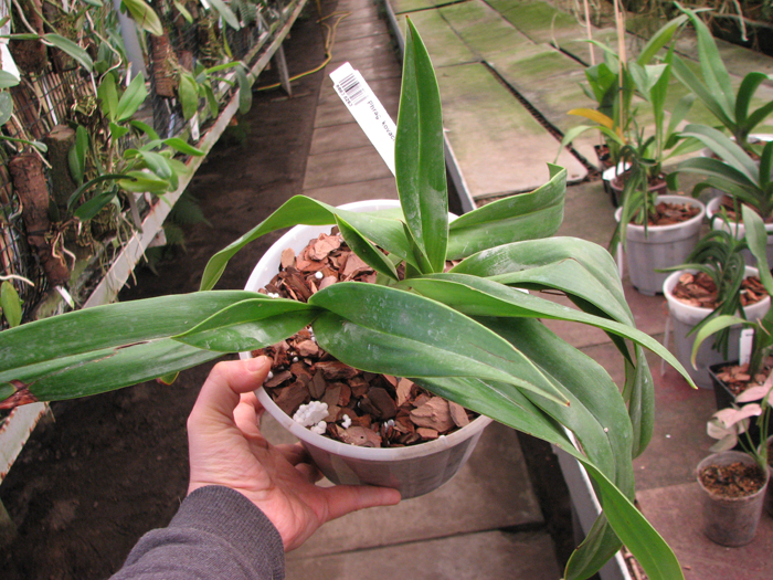 Phragmipedium kovachii x longifolium.jpg