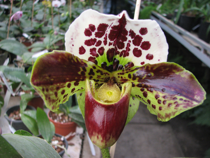 Paphiopedilum Shining World x Small World x Surveyor.jpg