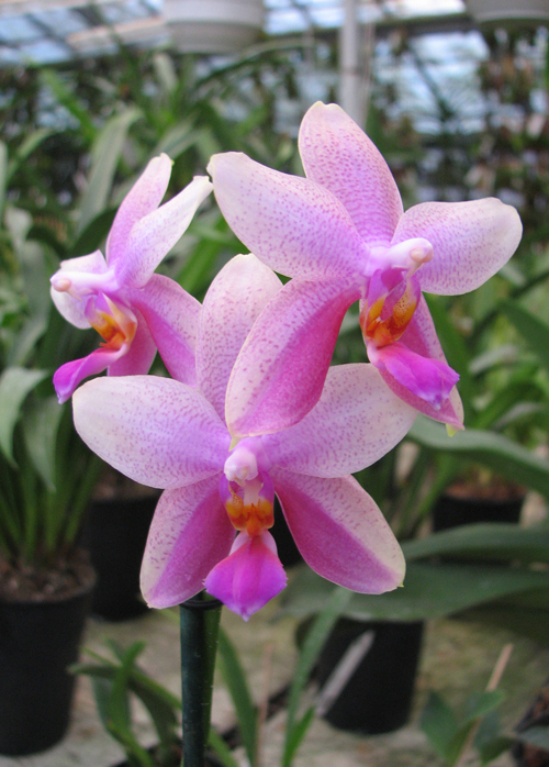 Phalaenopsis Liodoro (Phalaenopsis Deventeriana x Phalaenopsis violacea).jpg