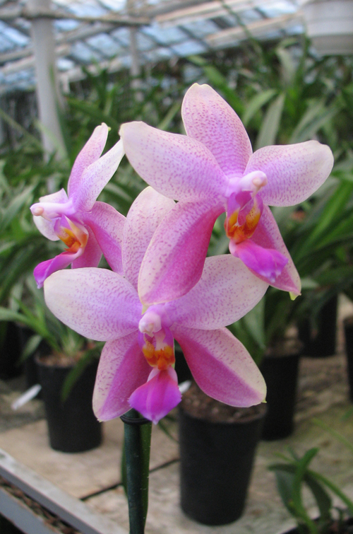 Phalaenopsis Liodoro (Phalaenopsis Deventeriana x Phalaenopsis violacea).jpg