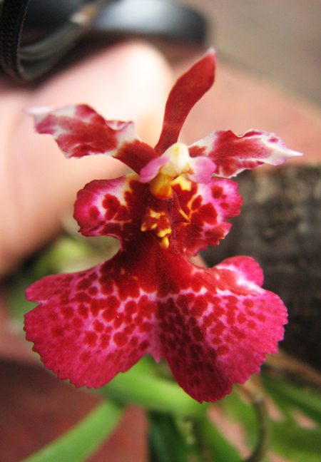 Oncidium (Tolumnia) hybrid.jpg