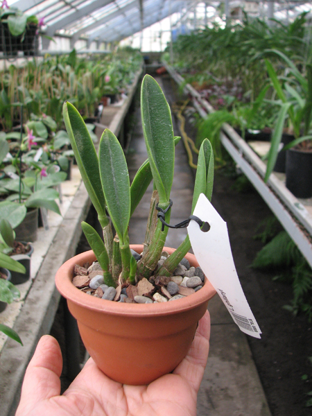 Laelia ghillanyi.jpg