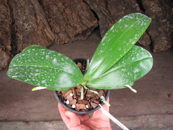 Phalaenopsis Chienlung Red King (Ld's Bear King x pulchra).jpg