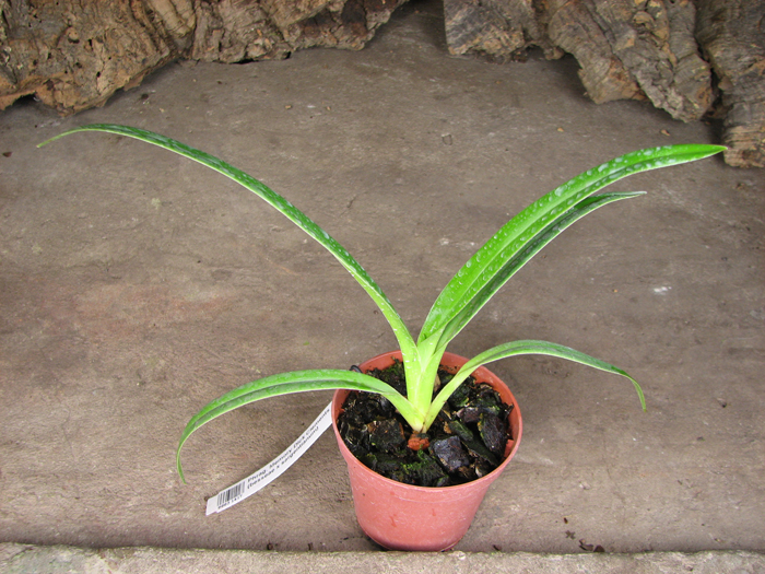 Phragmipedium Memory Dick Clements (besseae x sargentianum).jpg