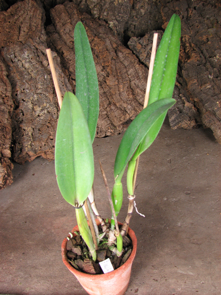 Blc Segundina Vizcarra 'Gloria'.jpg