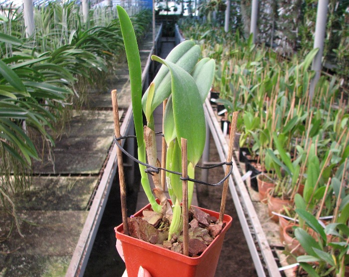 Cattleya jenmanii 'Boliva' x Cattleya jenmanii rubra 'Serra Negra'.JPG