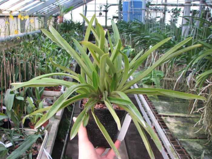 Paphiopedilum exul.JPG