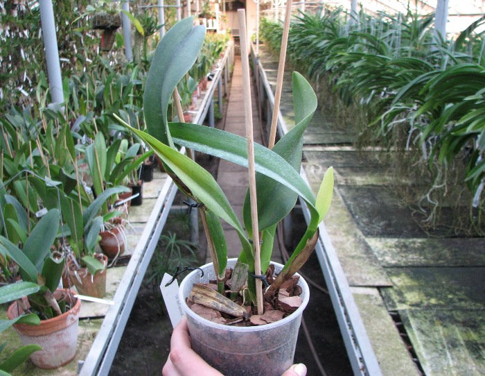 Cattlianthe Sunrise Doll 'AV' (Cattlianthe Seagulls Torch Song x Cattleya Morning Glow).JPG