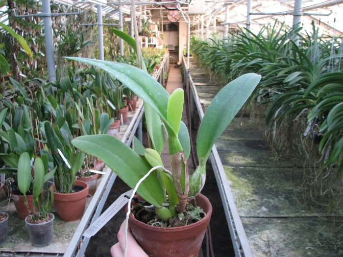 Laeliocattleya Shirayukihime 'M' (Tokyo Magic x Mildred Rives).JPG