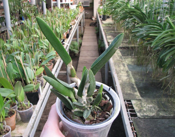 Brassavola digbyana var. fimbripetala.JPG