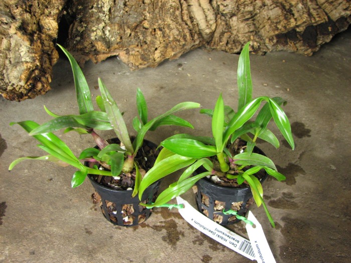 Dendrobium Hibiki (laevifolium x bracteosum).JPG
