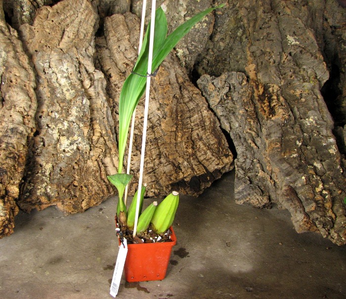 Lycaste macrophylla.JPG