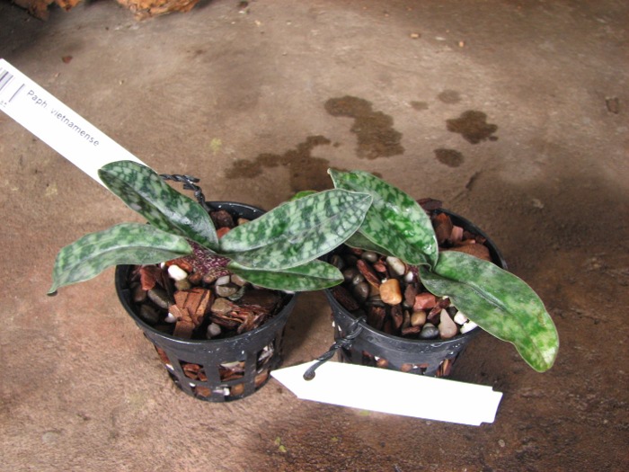 Paphiopedilum vietnamense.JPG