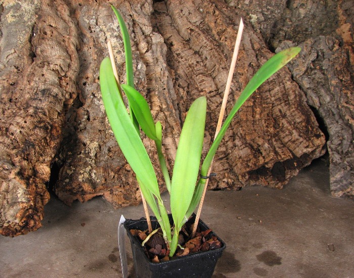 Cattleya eldorado concolor punctata 'Bela' x SELF.JPG