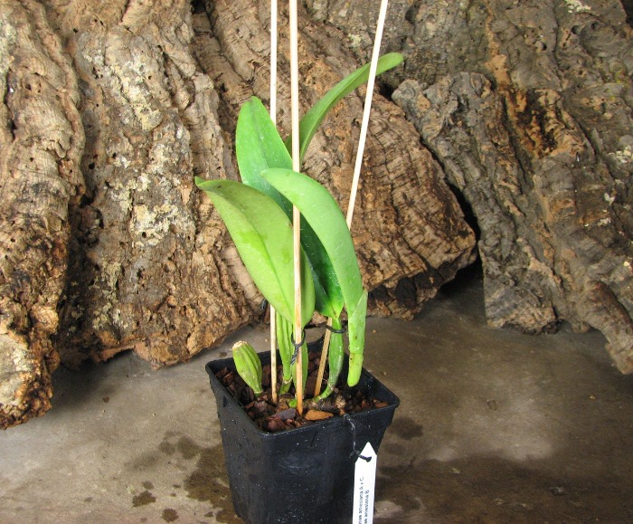 Cattleya trianae amesiana A x Cattleya trianae amesiana B.JPG