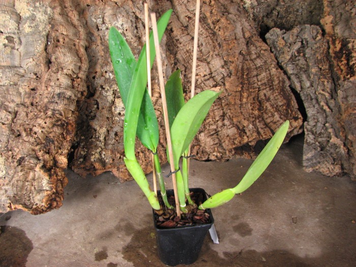 Cattleya labiata coerulea 'Bastiao' x Cattleya labiata coerulea 'Lourival'.JPG