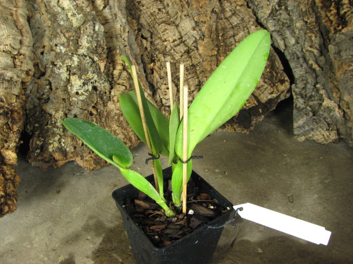 Cattleya warneri semi alba 'Pedra Azul' x Cattleya warneri semi alba 'Nr. 1'.JPG
