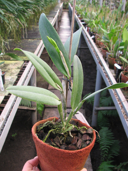Cattleya warneri alba 'Colossus' x Laelia kautsky.jpg