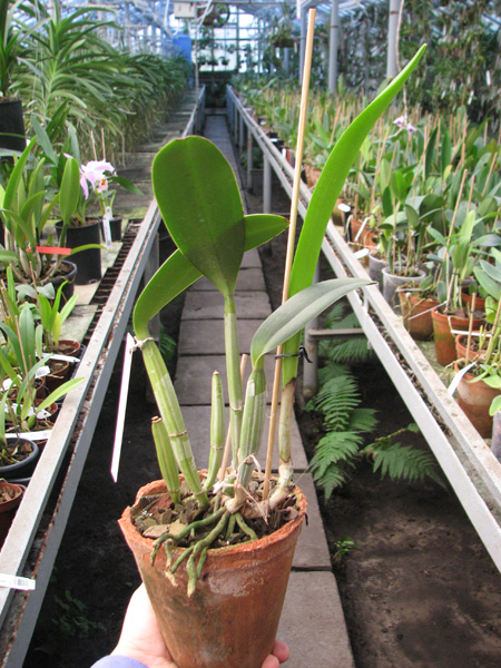 Cattleya lueddemanniana alba 'OMG' x Cattleya lueddemanniana coerulea 'Siquesique'.jpg