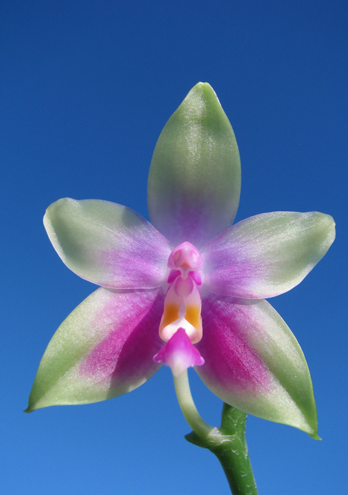Phalaenopsis Jennifer Palermo x Phalaenopsis LD's Bear Queen.jpg