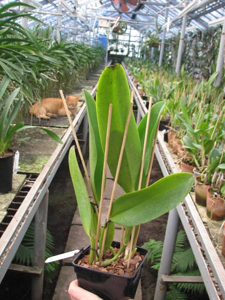 Cattleya warneri integra 'Evandro Perini' x Cattleya warneri inegra-orlata-pincelada 'Leonor'.jpg