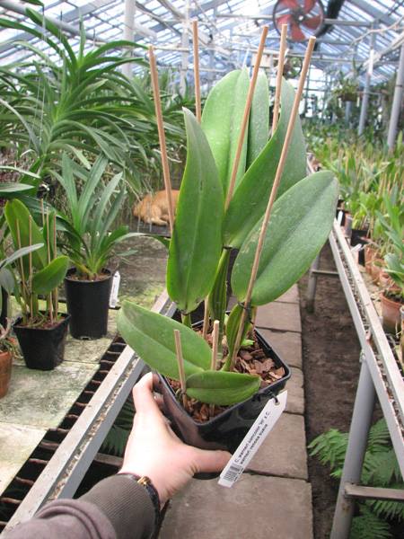 Cattleya warneri concolor 'HI' x Cattleya warneri venosa suave.jpg