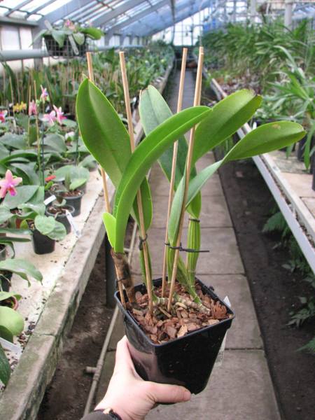 Cattleya trianae amesiana A x Cattleya trianae amesiana B.jpg
