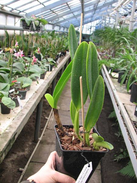 Cattleya trianae tipo 'Giant' x Cattleya trianae (Rolf Altenburg x Vitoria Castro).jpg