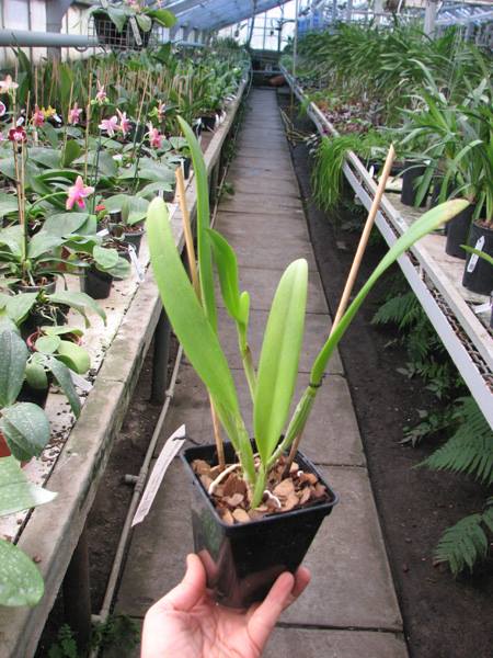Cattleya eldorado concolor punctata 'Bela' x SELF.jpg