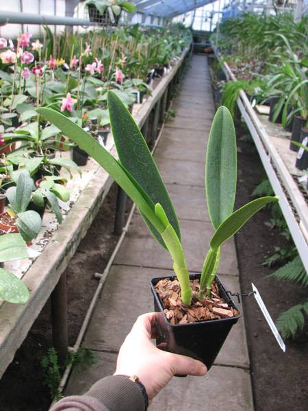 Cattleya percivaliana carnea x SELF.jpg