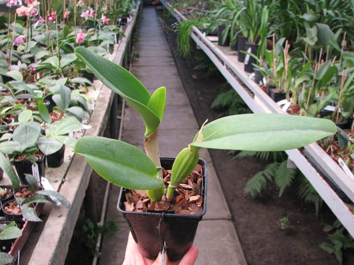 Cattleya labiata alba 'Jassira' (Z-86) x Cattleya labiata alba 'Pernambuco' (BH-200).jpg