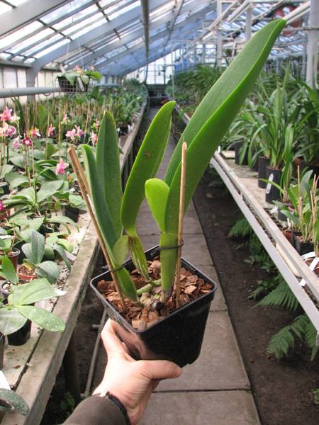 Cattleya labiata alba x Cattleya labiata roxo bispo 'Urbano'.jpg