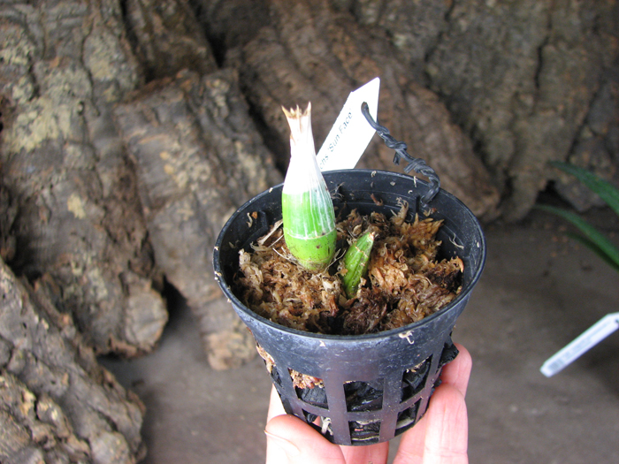 Catasetum Susan Fuchs 'Sun Face'.jpg