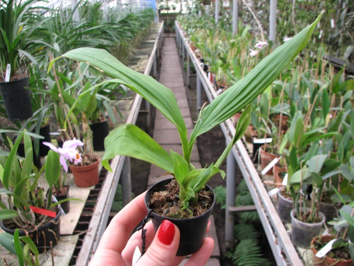 Paphinia herrerae.JPG
