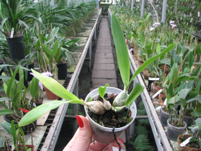 Encyclia mariae x citrina.JPG