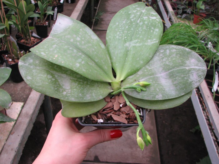Phalaenopsis tetraspis 'C1' x Phalaenopsis KS Happy Eagle.JPG