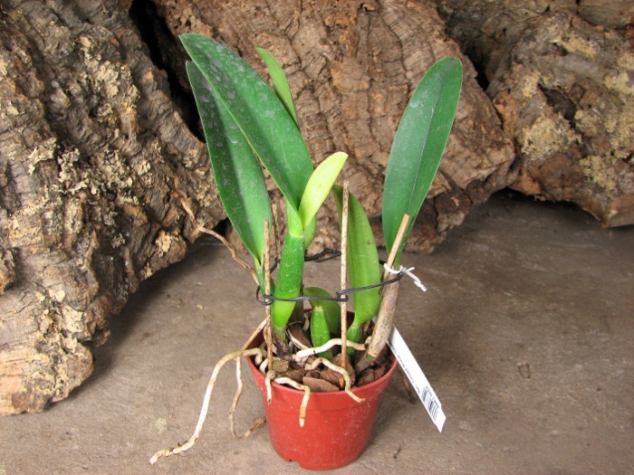 Brassocattleya Chief Pink 'Diana'.JPG
