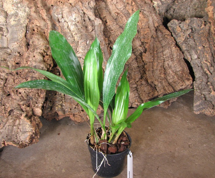Gongora cassidea.JPG